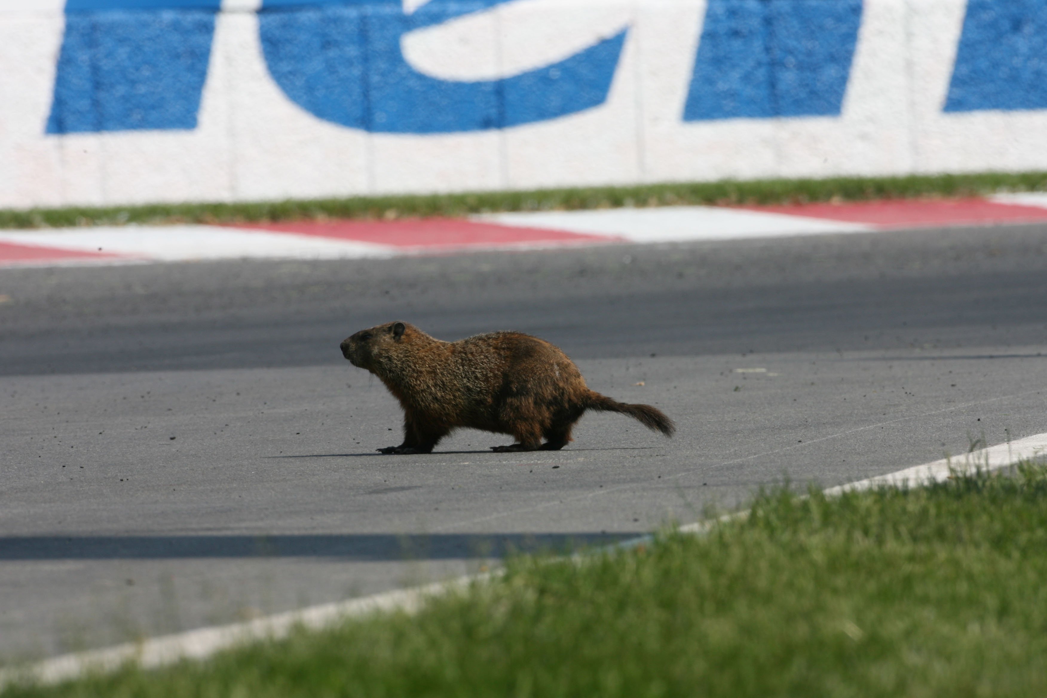 Mischa vanuit Montreal: Groundhog Day