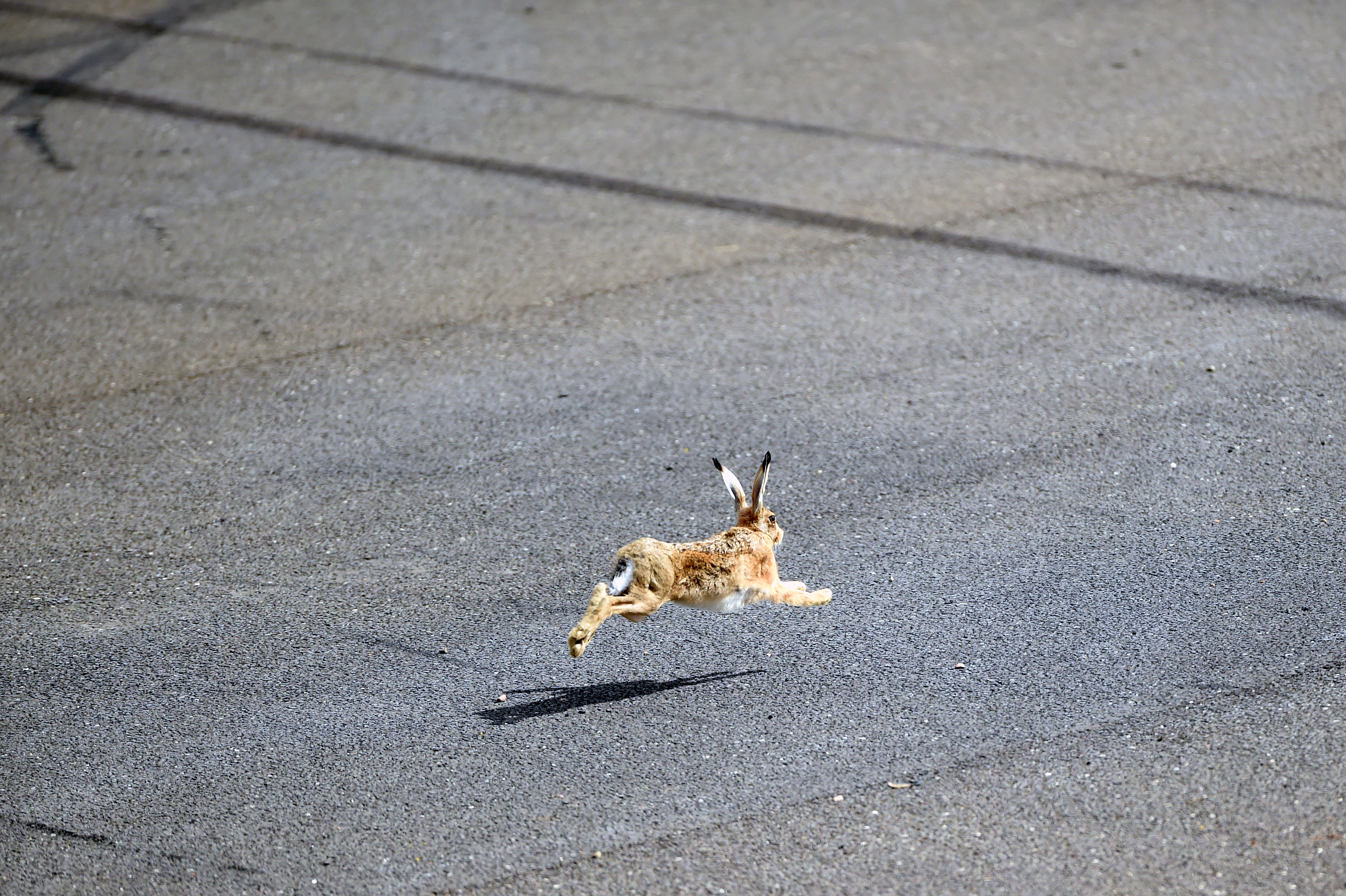British Grand Prix Practice