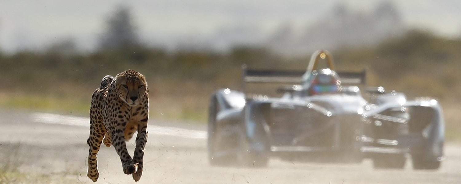 Video: Formule E-bolide in race tegen jachtluipaard