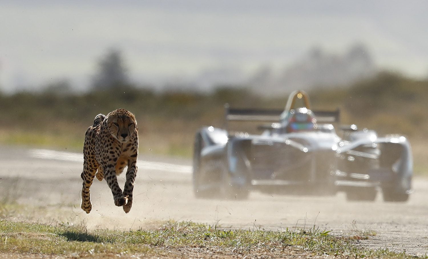 Video: Formule E-bolide in race tegen jachtluipaard