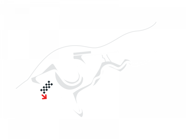 Circuit of the Americas